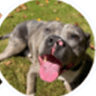 Ahmet & Ares